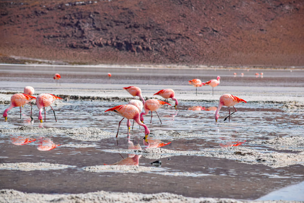 Andean Flamingos